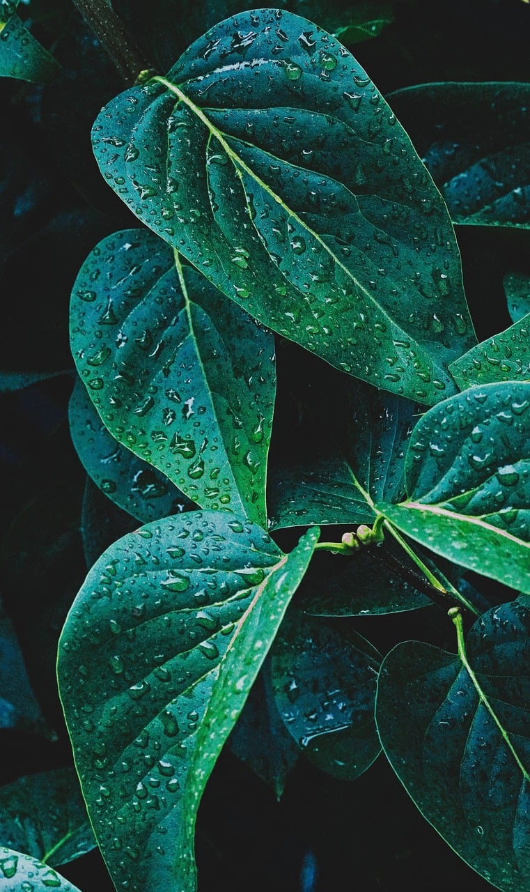 leaves, raindrops, beautiful wallpaper, plants, green, wet, waterdrops, chlorophyll, rainy weather, art, weather, garden, nature, background, green, green, green, green, green, weather